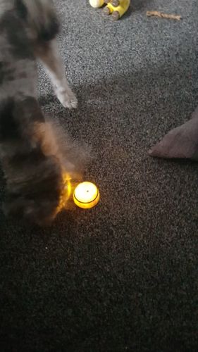 Customer photo review of CatchMe Intelligent Escaping Toy