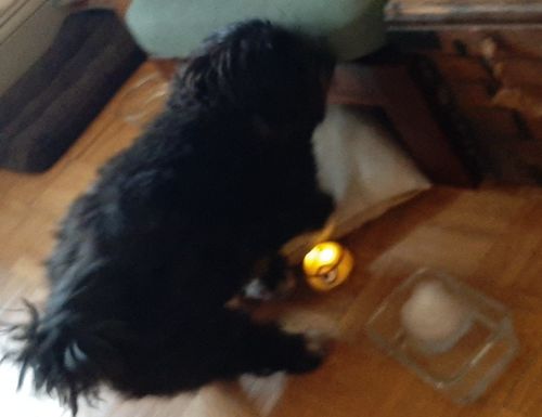Customer photo review of CatchMe Intelligent Escaping Toy