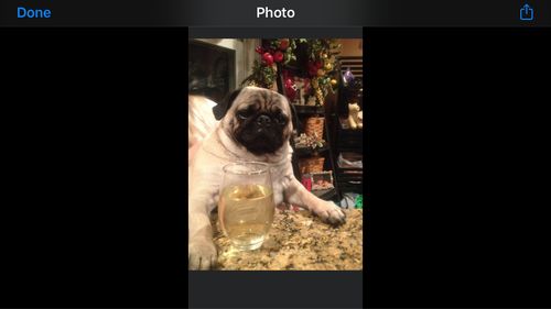 Customer photo review of Hippie & French Wake & Bacon Pet CBD 600mgs