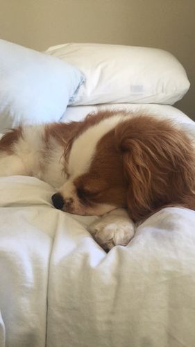 Customer photo review of Tips & Toes - Nose and Paw Balm