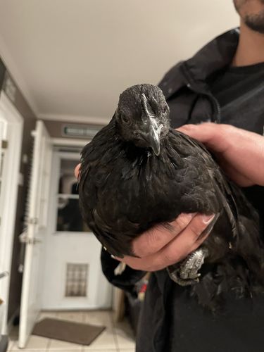 Customer photo review of Feather Lover Farms Line Ayam Cemani Chicken (6-10 Weeks Old)