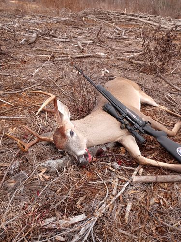 Customer photo review of Sniper NT-HD 4-16X50 AOGL Scope with Red, Green Illuminated Reticle