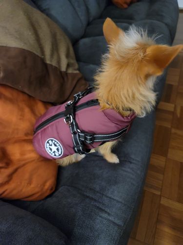 Customer photo review of Petyfy ™ Waterproof Jacket (Lifetime Warranty)