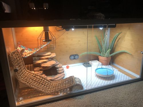 Customer photo review of 4'x2'x2' Wood Panel Reptile Enclosure by Zen Habitats