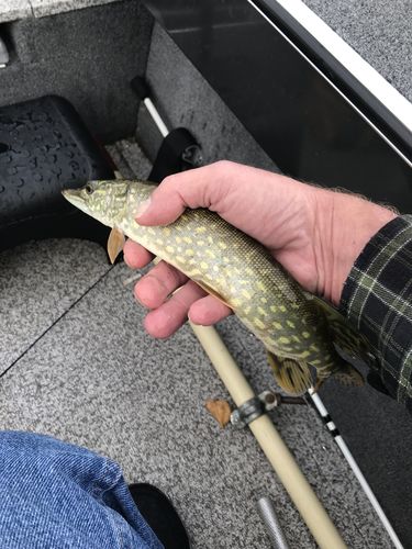 Customer photo review of Headbanger RockerHead 3-pack