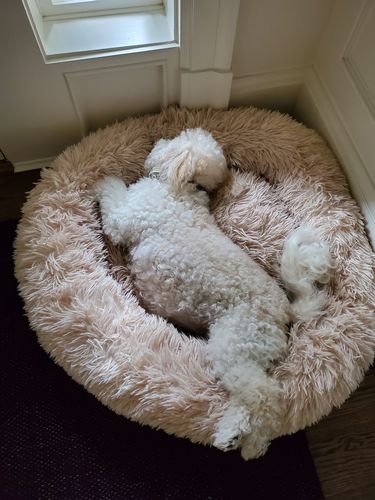 Customer photo review of Calming Bed (Improved Design)