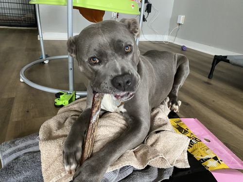 Customer photo review of Bully Stick 12" - Monster