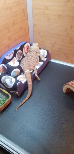 Customer photo review of Zen Mat for 4'x2' Zen Habitats Base Enclosures