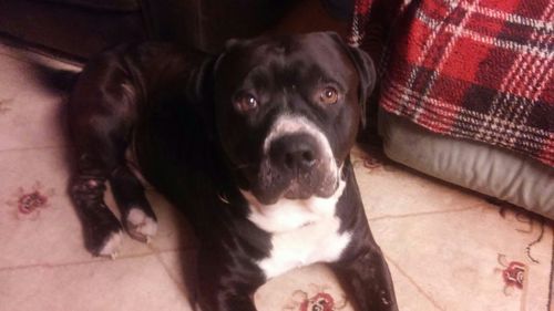 Customer photo review of Salmon Omega Soft Chew Bites for Dogs - 120 Count