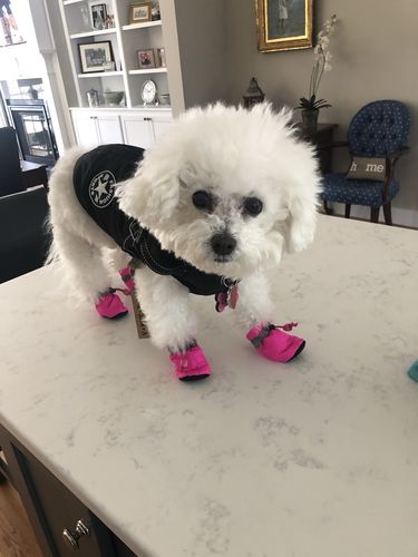 Customer photo review of Petyfy™ Dog Shoes