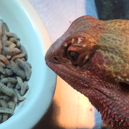 Customer photo review of GrubTerra Fresh Black Soldier Fly Larvae for Reptiles