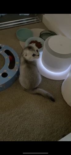 Customer photo review of Furrytail Clear Drinking Cat Filtered Water Fountain 2L