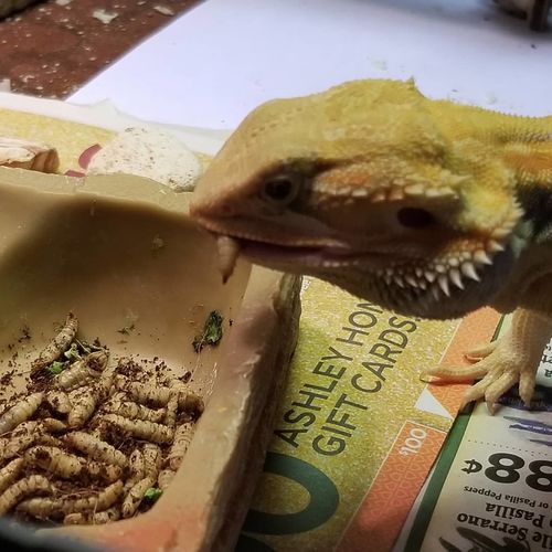 Customer photo review of GrubTerra Fresh Black Soldier Fly Larvae for Reptiles