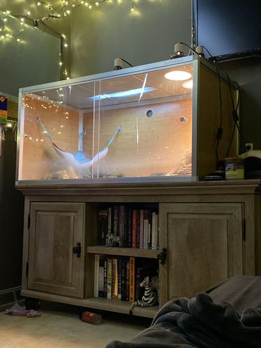 Customer photo review of 4'x2'x2' Wood Panel Reptile Enclosure by Zen Habitats