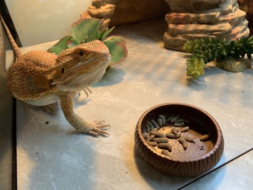 Customer photo review of GrubTerra Fresh Black Soldier Fly Larvae for Reptiles