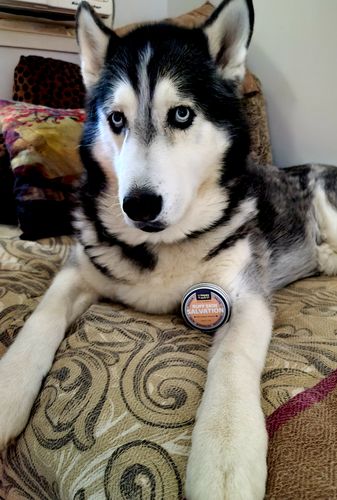 Customer photo review of Ruff Skin Salvation - Skin repair balm for dogs