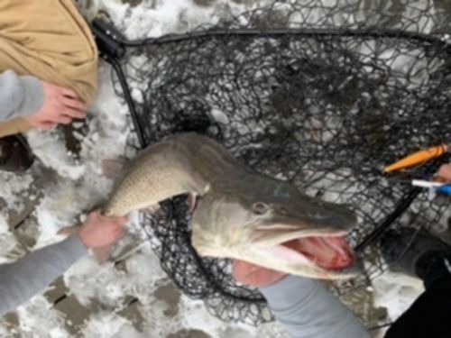 Customer photo review of Headbanger Tail 9"