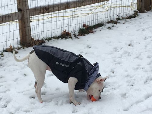 Customer photo review of Petyfy ™ Waterproof Jacket (Lifetime Warranty)