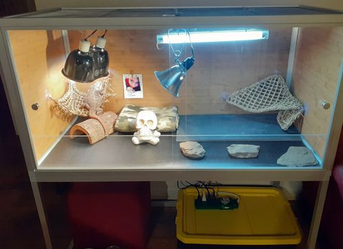 Customer photo review of 4'x2'x2' Wood Panel Reptile Enclosure by Zen Habitats