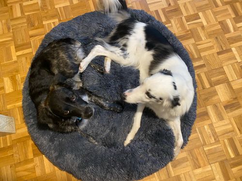 Customer photo review of Kuscheliges ergonomisches Hundebett "Wolke 7"