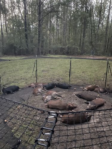 Customer photo review of Pig Brig Trap System
