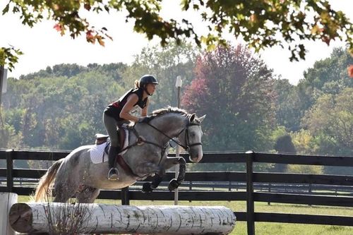 Customer photo review of Sauter Saddle