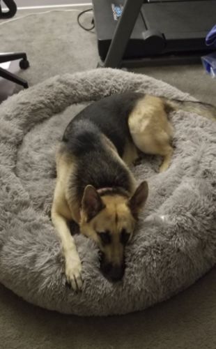 Customer photo review of Removable Cover - Super Soft & Fluffy Calming Dog Bed