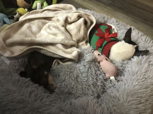 Customer photo review of Removable Cover - Super Soft & Fluffy Calming Dog Bed