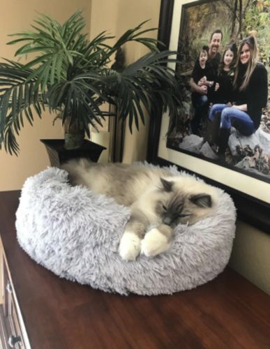 Customer photo review of Removable Cover - Super Soft & Fluffy Calming Dog Bed