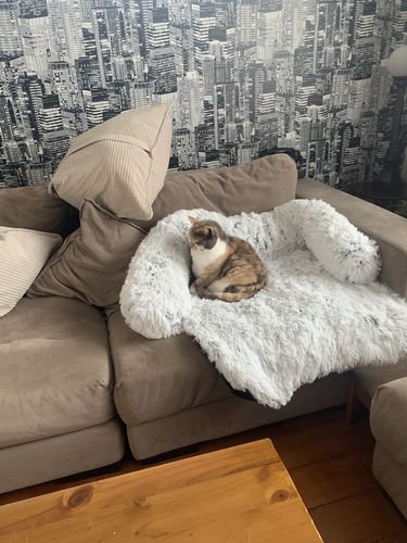 Customer photo review of Calming Couch Bed