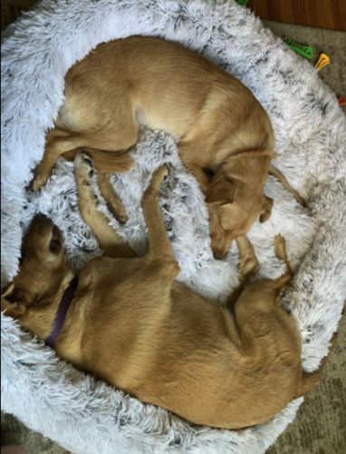 Customer photo review of Removable Cover - Super Soft & Fluffy Calming Dog Bed