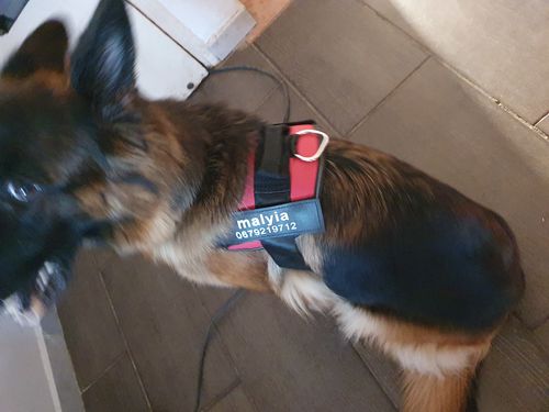 Customer photo review of Harnais Personnalisé PuppySafe™