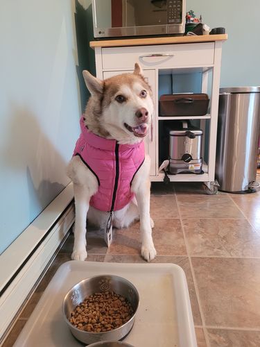Customer photo review of Extremely flexible vest for dogs Airyvest UNI