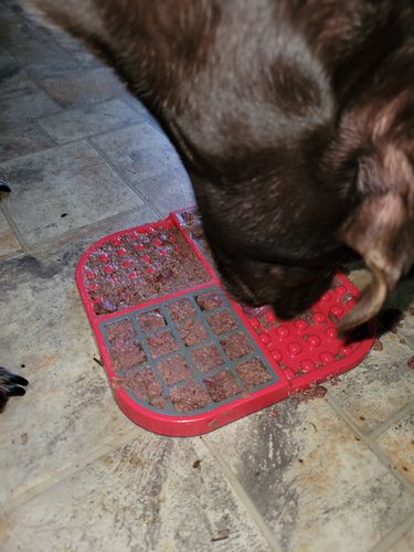 Customer photo review of LickiMat® Slomo™