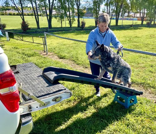 Customer photo review of Portable Folding Car Pet Ramp