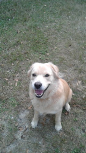 Customer photo review of Grain & Gluten-Free Pumpkin Biscuit Dog Treats