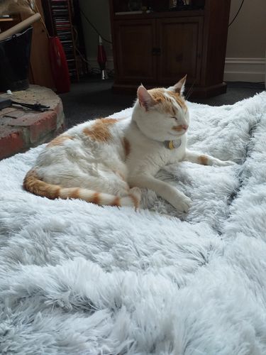 Customer photo review of Calming Couch Bed - Pre order 06/10
