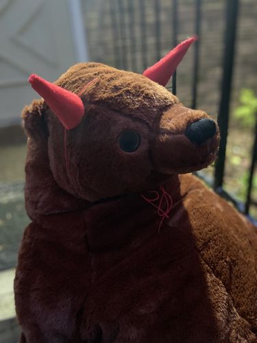 Customer photo review of SKOGGY BEAR