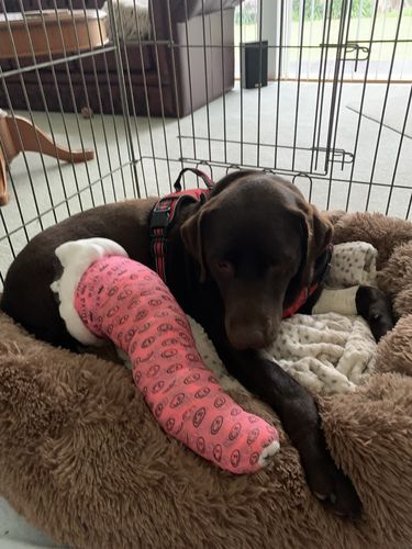 Customer photo review of Calming Dog Bed™ Australia-60% Off Today