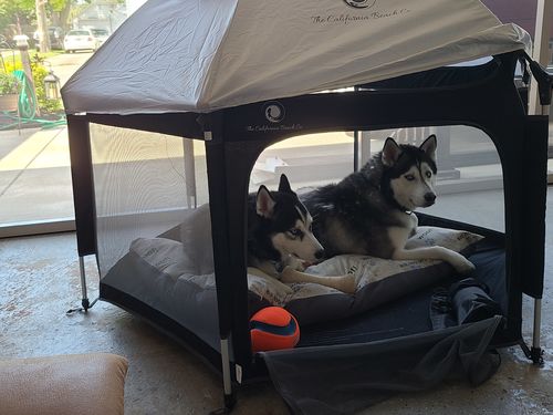 Customer photo review of Pop N' Go® Playpen