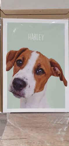 Customer photo review of Classic - Custom Pet Portrait