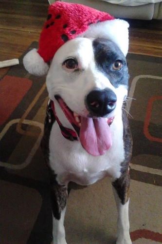 Customer photo review of Brew Biscuits with Bacon Dog Treats