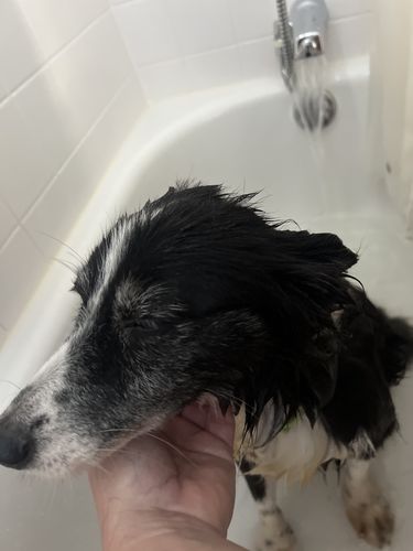 Customer photo review of Hippie & French Wake & Bacon Pet CBD 600mgs