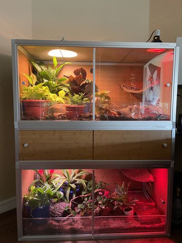 Customer photo review of 4'x2'x2' PVC Panel Reptile Enclosure by Zen Habitats