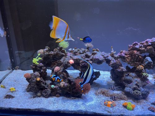 Customer photo review of Genesis