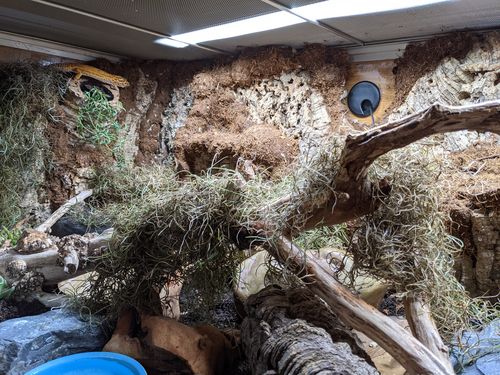 Customer photo review of 4'x2'x2' Wood Panel Reptile Enclosure by Zen Habitats