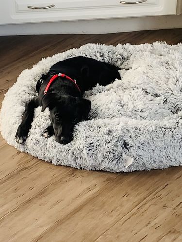 Customer photo review of Calming Bed (Improved Design)