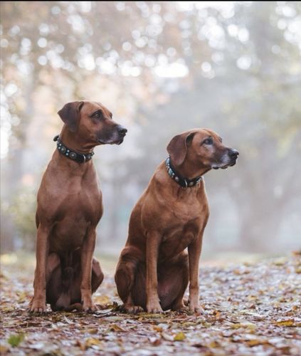 Kundenbewertung mit Foto zu BELISY > Gelenk Komplex < Gelenktabletten für Hunde & Katzen - 100 Tabletten