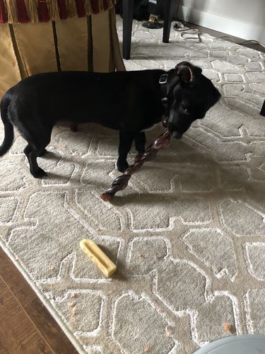 Customer photo review of 12 Inch Braided Jerky Stick