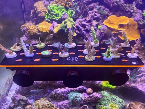 Customer photo review of Reef-Primer